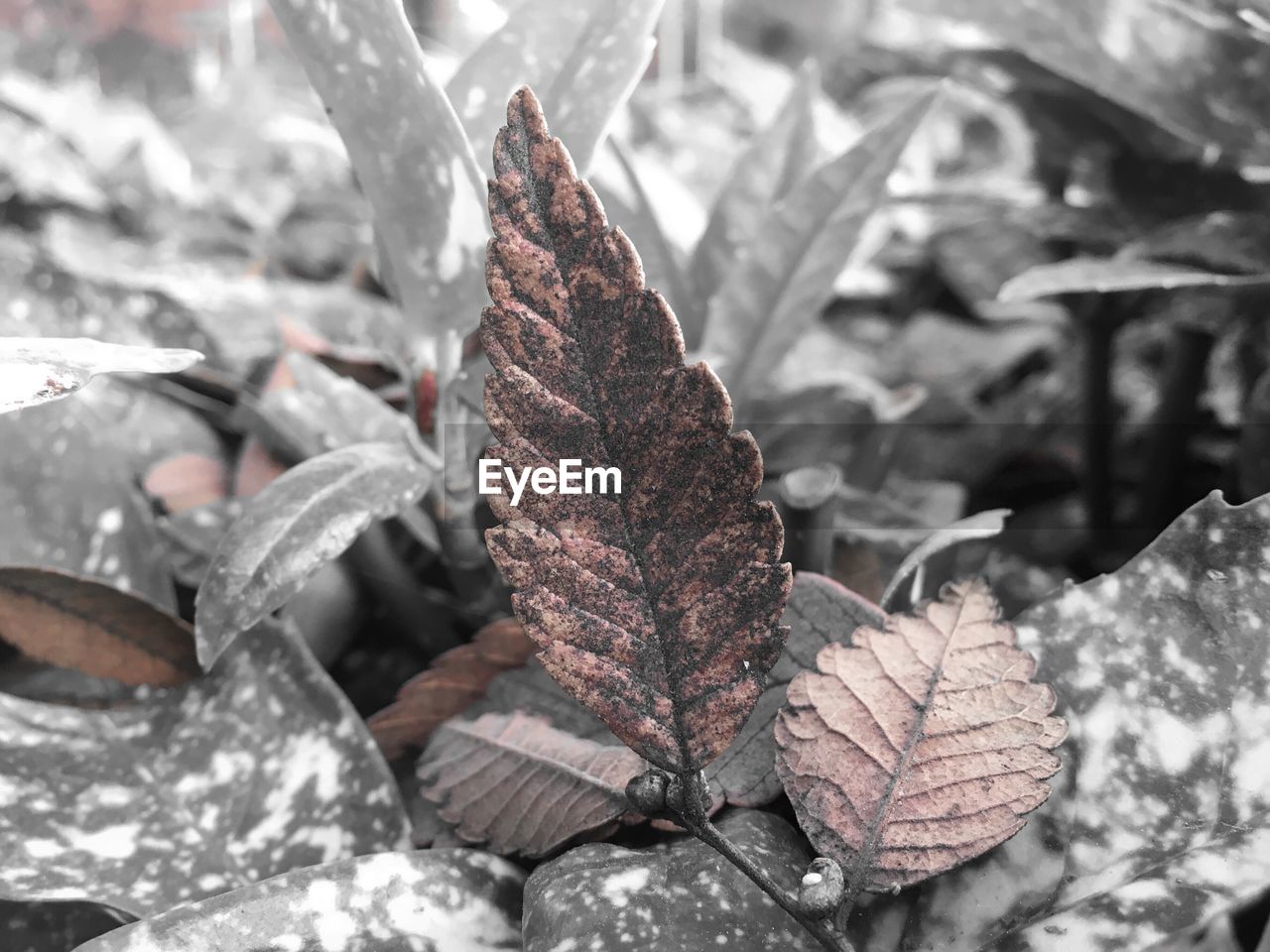 CLOSE-UP OF SNOW ON RED LEAF