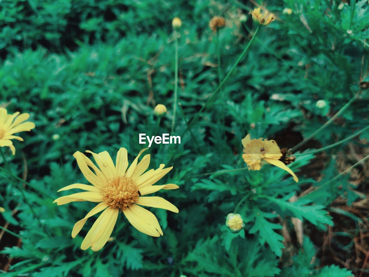 Close-up of yellow flowering plants on field