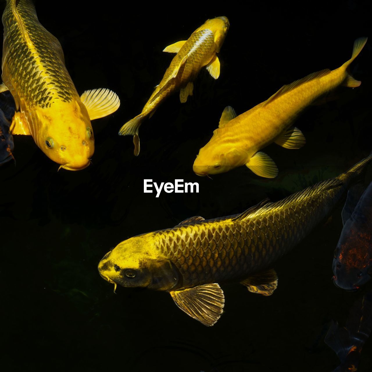 Close-up of fish in sea