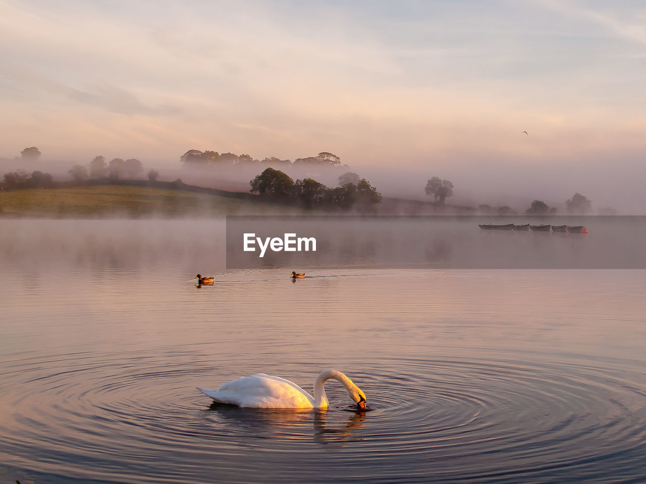 Swan swimming in lake against sky during foggy weather