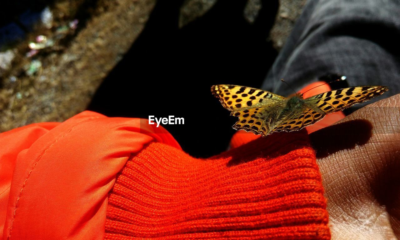 High angle view of butterfly on sleeve