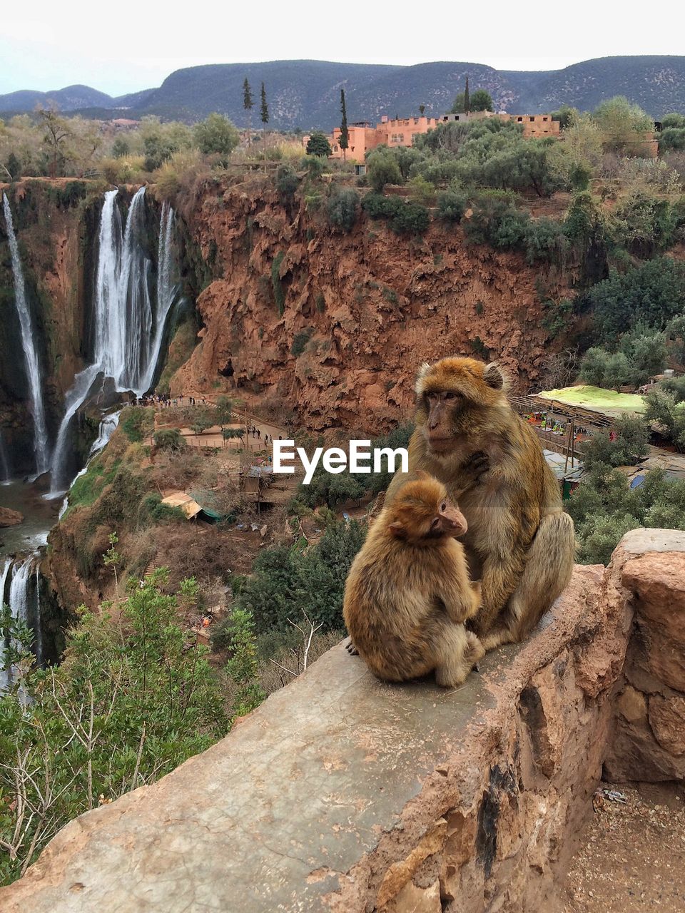 Monkeys sitting on retaining wall against waterfall