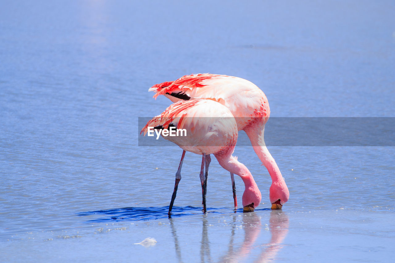 BIRD STANDING ON PINK WATER