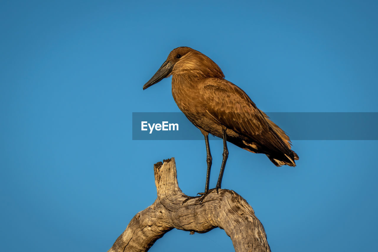 Hamerkop on dead branch against blue sky