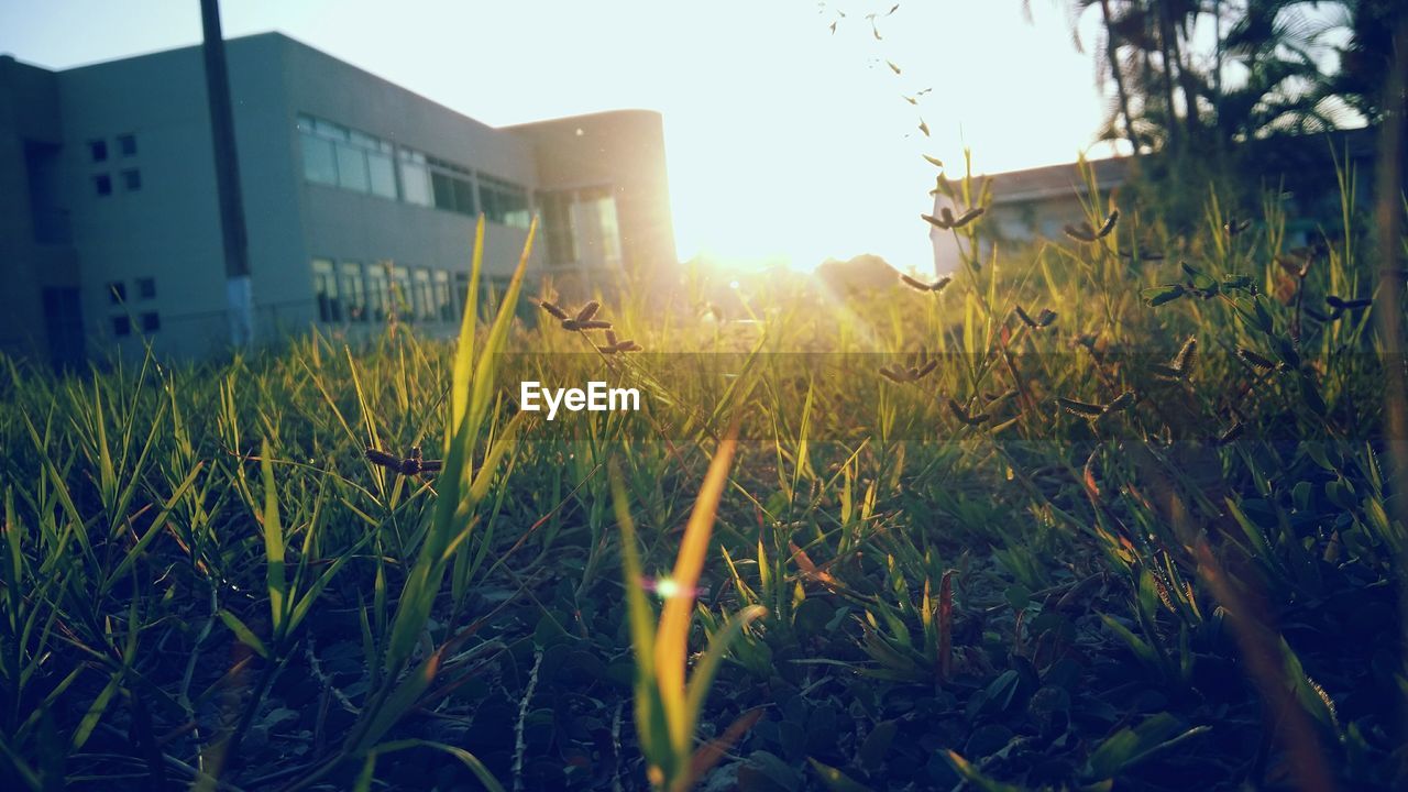 Close-up of plants growing on field against clear sky