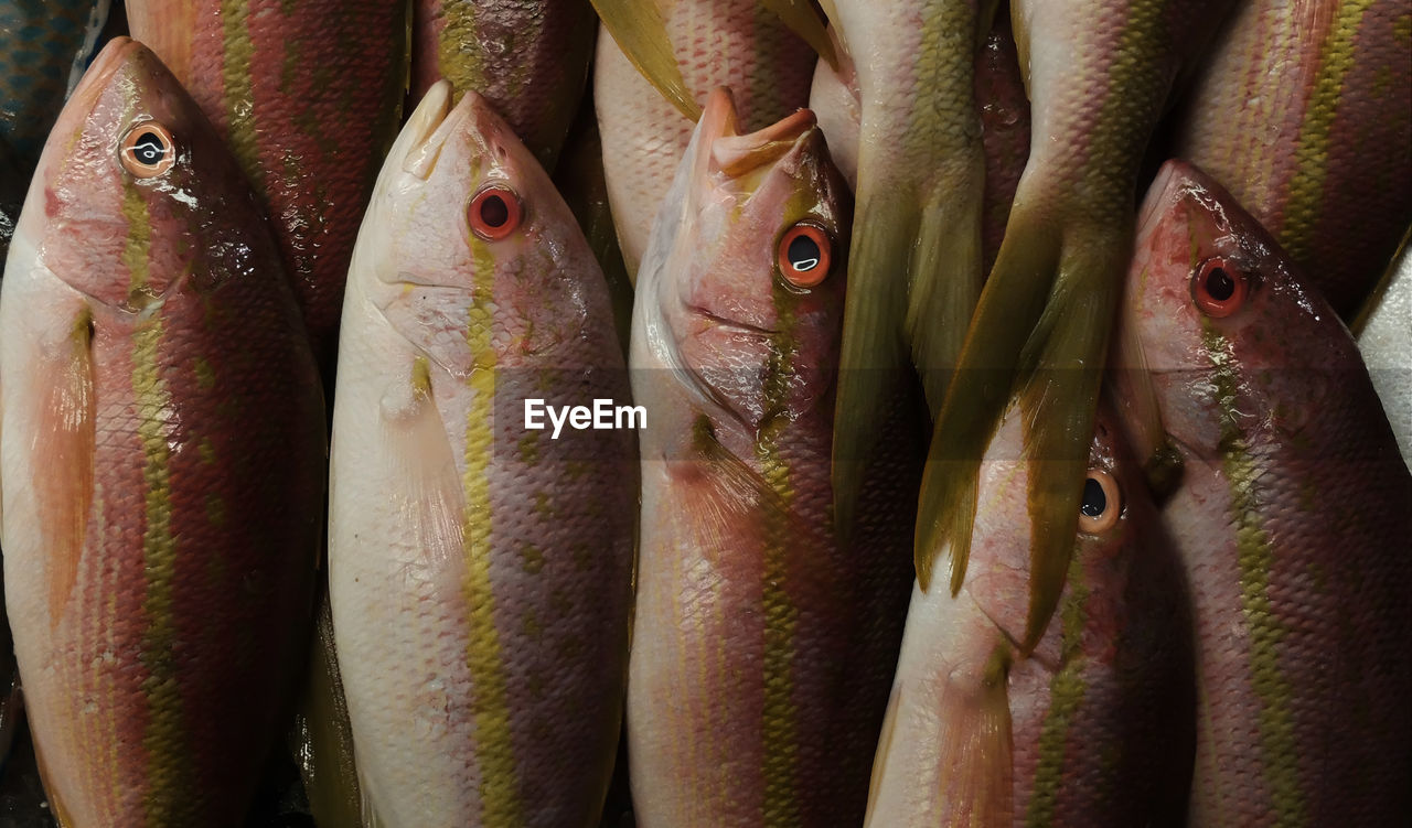 Close-up of fish for sale in market