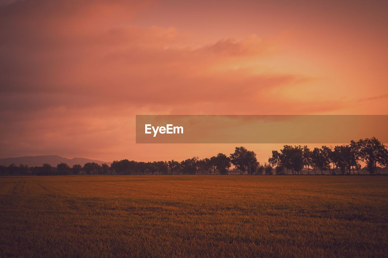 SCENIC VIEW OF FIELD AGAINST ORANGE SKY