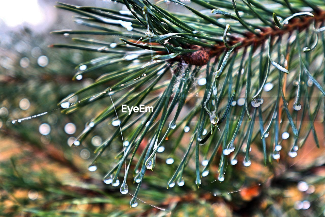 Close-up of raindrops on pine tree