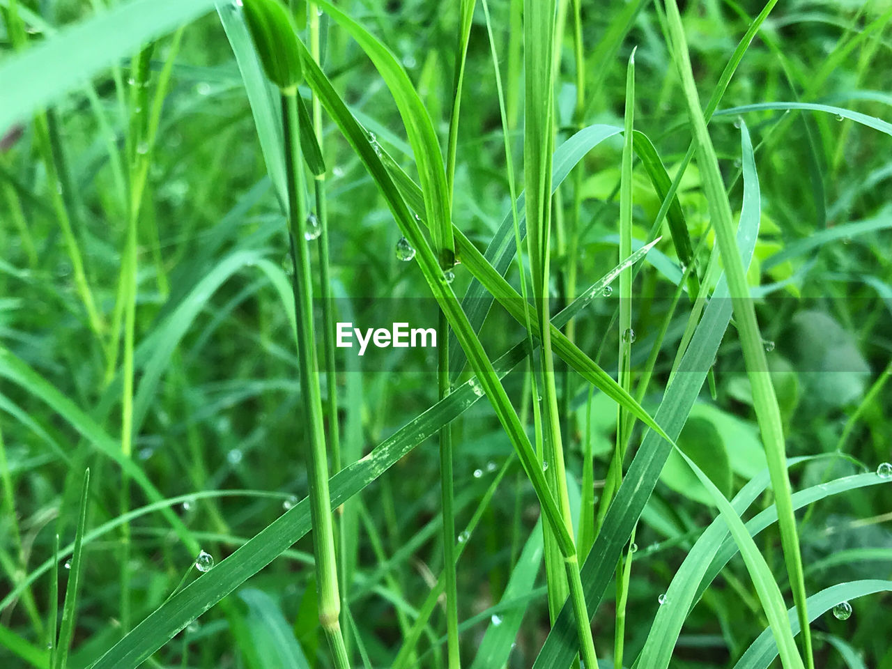 FULL FRAME SHOT OF RAINDROPS ON GRASS IN FIELD