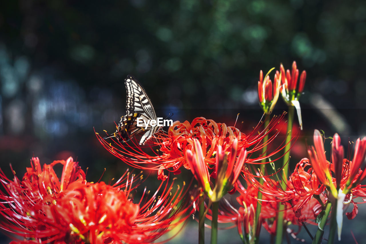 CLOSE-UP OF BUTTERFLY ON RED FLOWERING PLANT