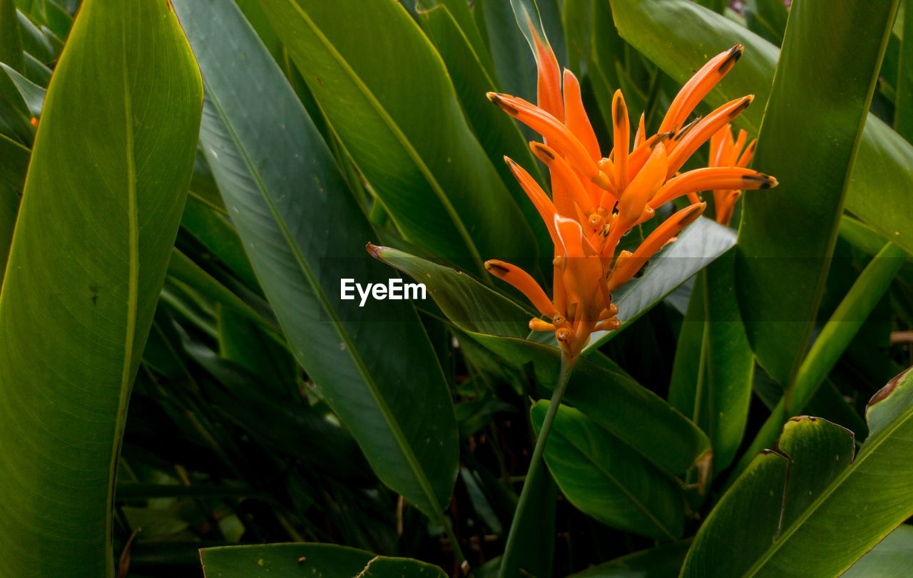 Close-up of orange flower blooming outdoors