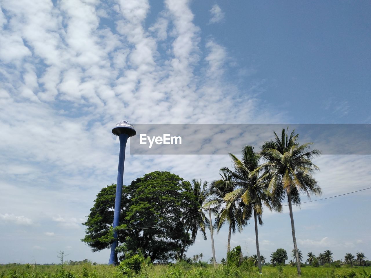 sky, plant, tree, cloud, palm tree, nature, tropical climate, wind, no people, beauty in nature, land, grass, street light, day, outdoors, scenics - nature, landscape, environment, green, growth, horizon, street, field, tranquility, coconut palm tree, rural area, hill, travel destinations, blue, tranquil scene, non-urban scene