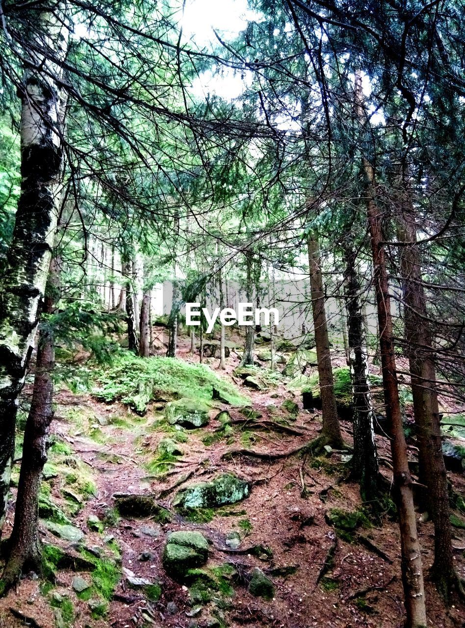 VIEW OF TREES IN FOREST