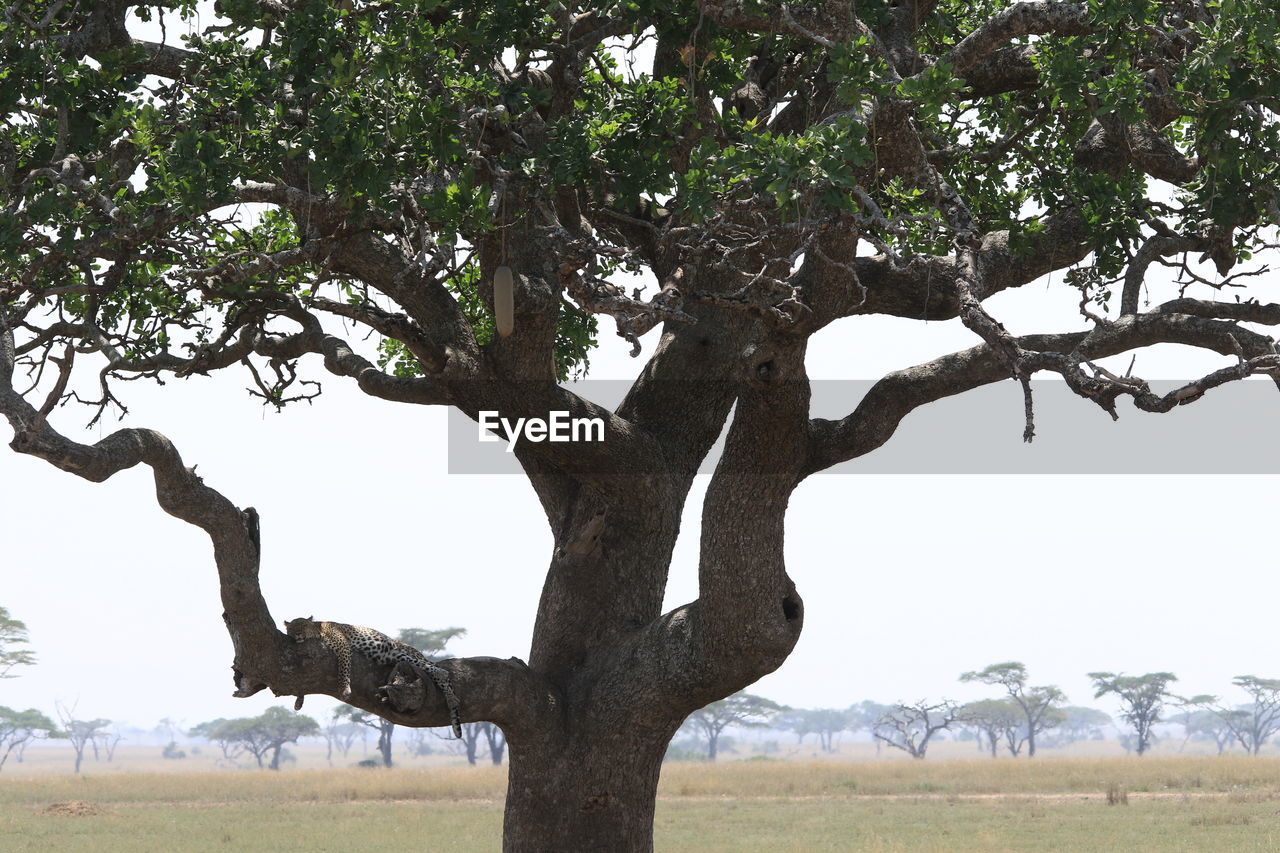 TREE ON LANDSCAPE AGAINST SKY