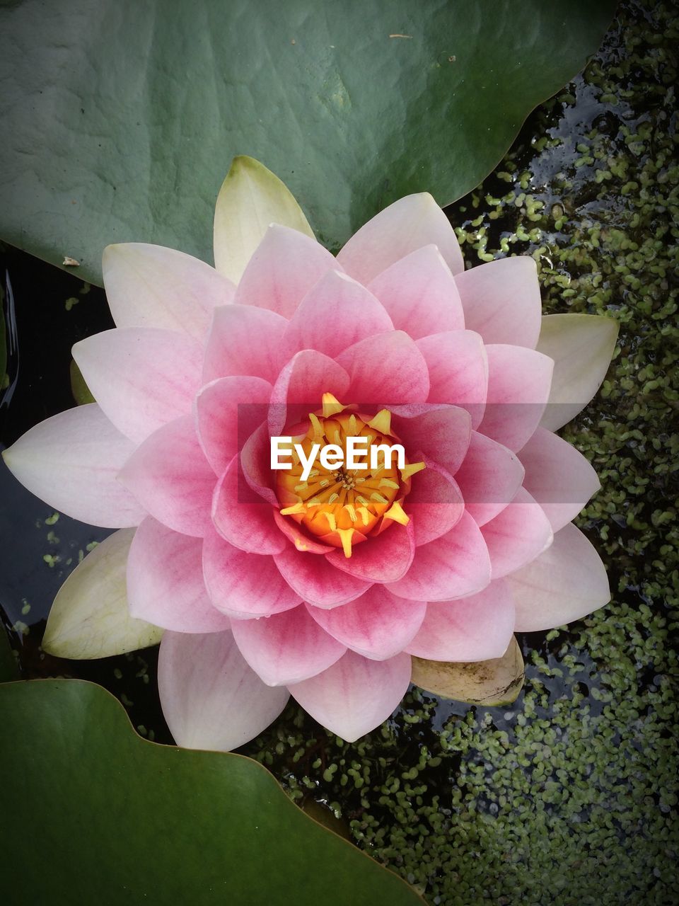 CLOSE-UP OF PINK FLOWER