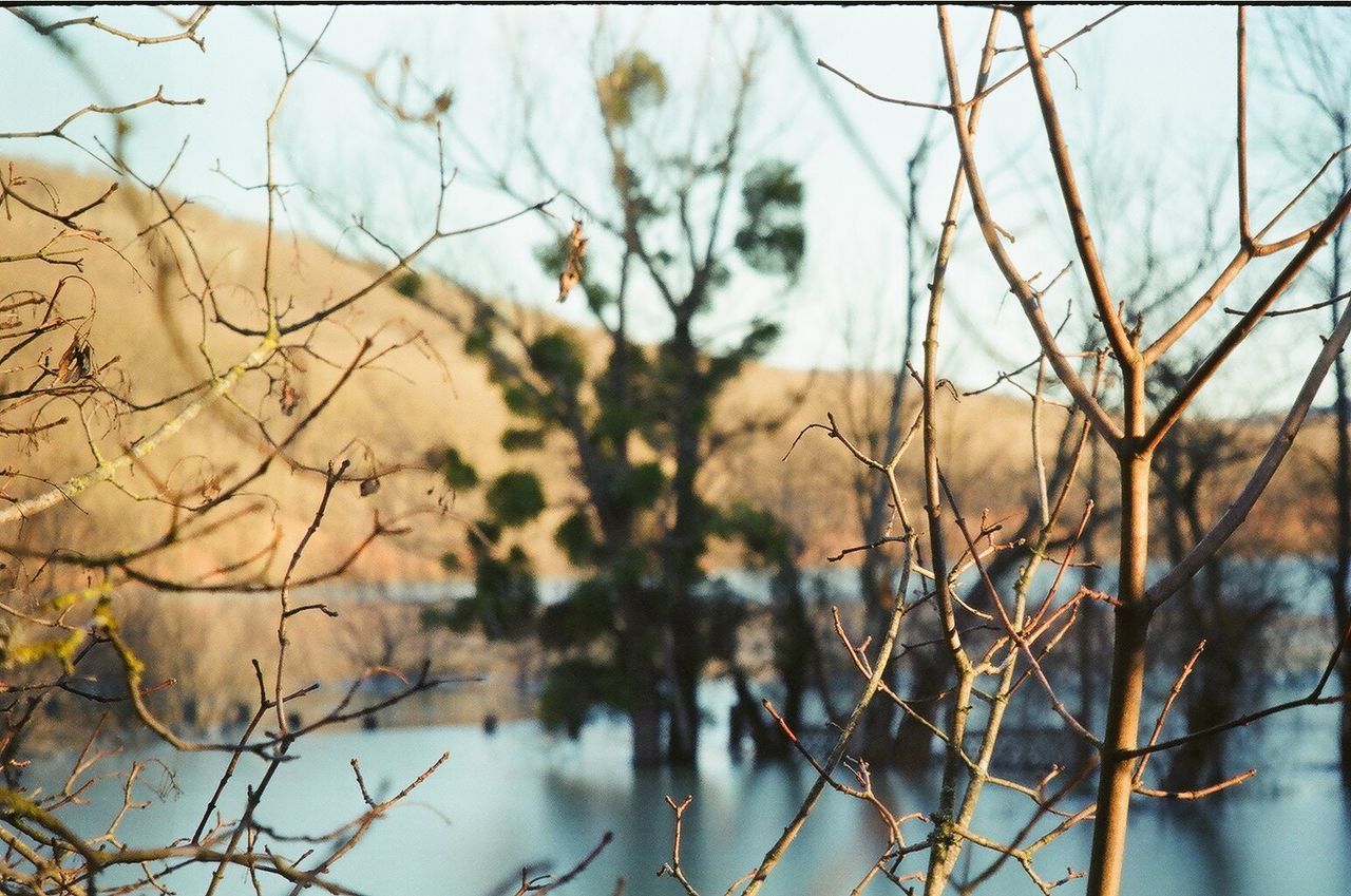 CLOSE-UP OF BARE TREE AGAINST SKY