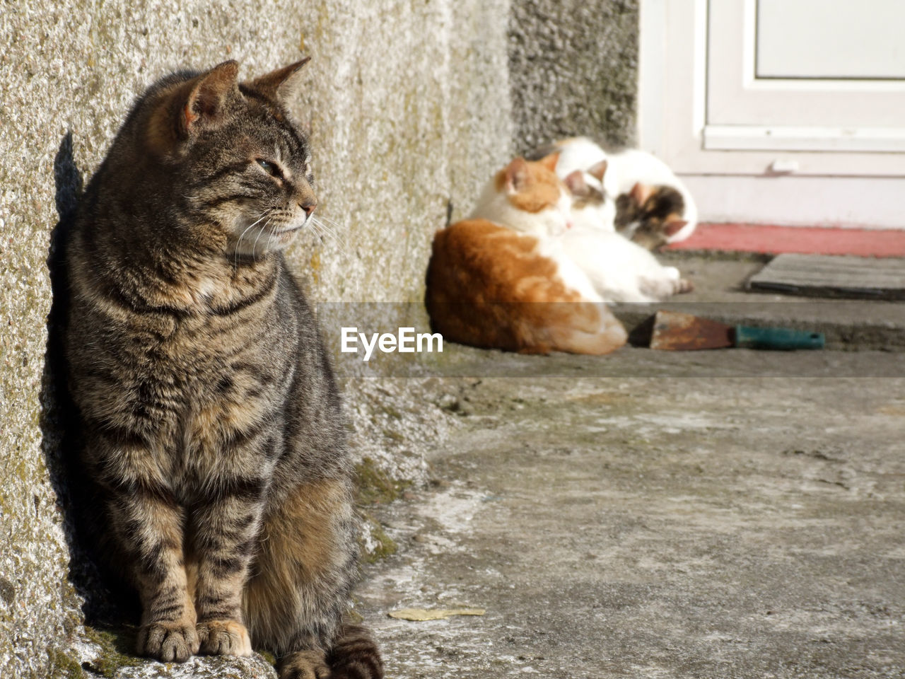 Close-up of cats sitting outdoors