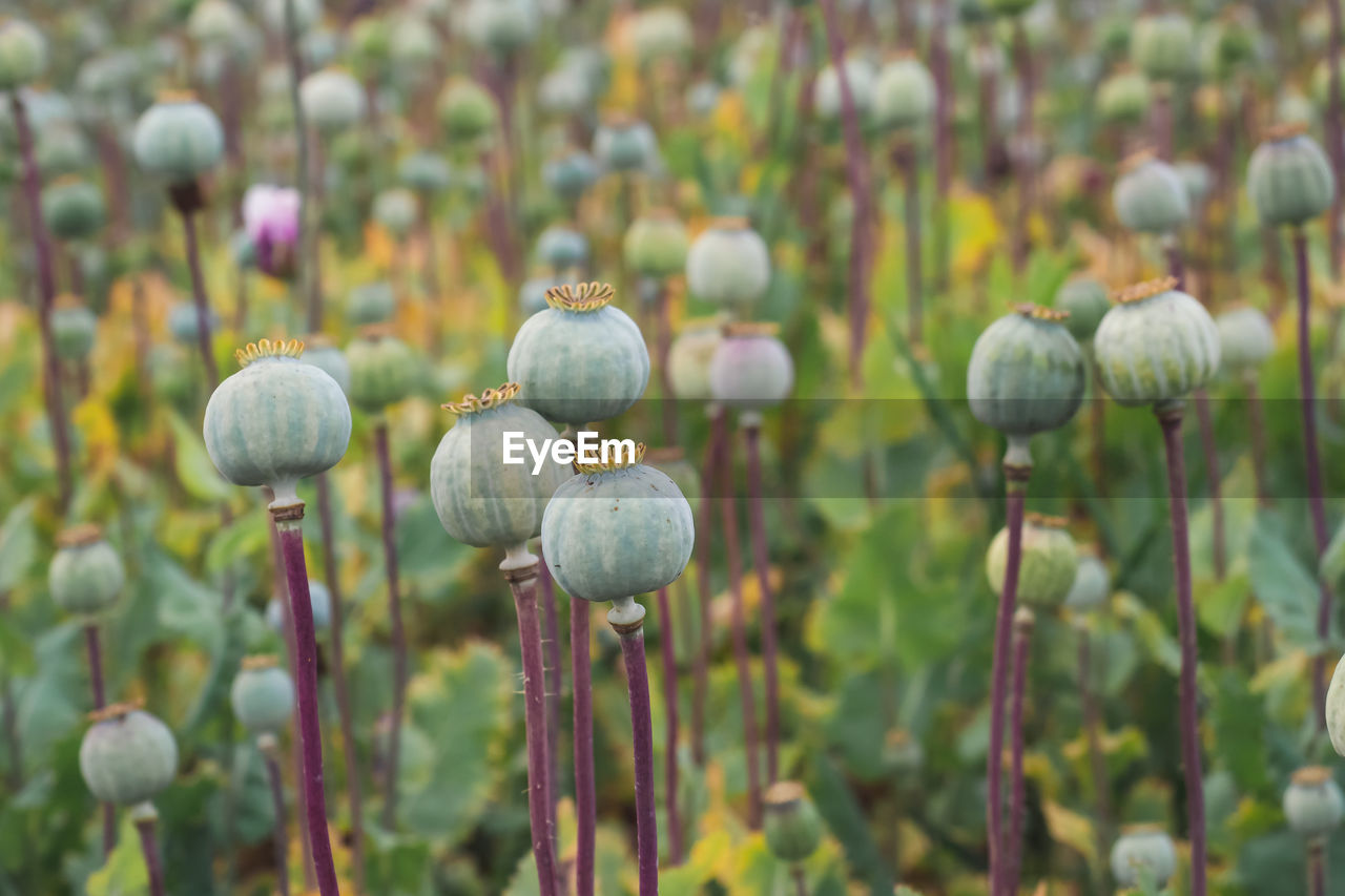 CLOSE-UP OF POPPY ON FIELD