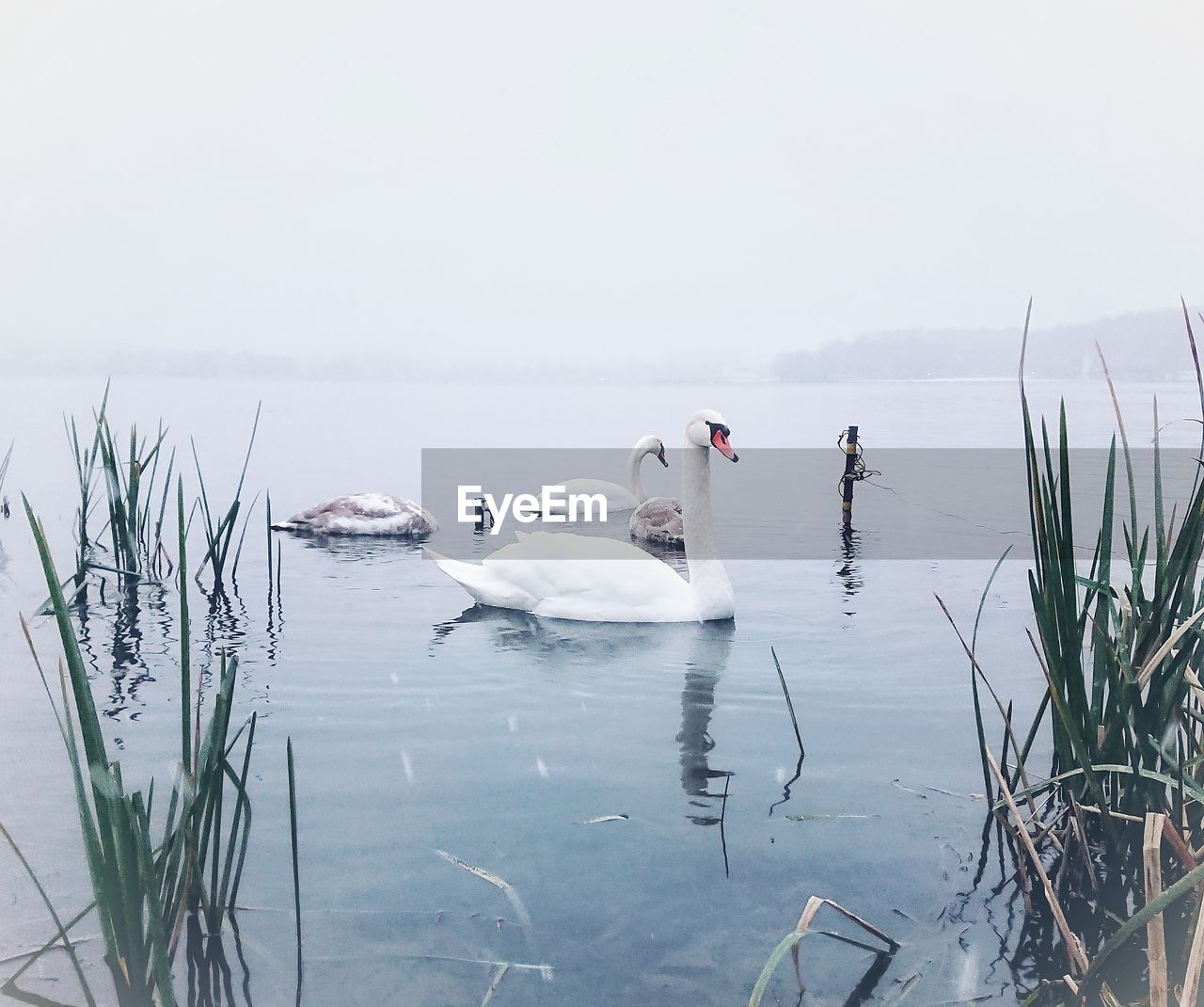 Swans swimming in lake against sky