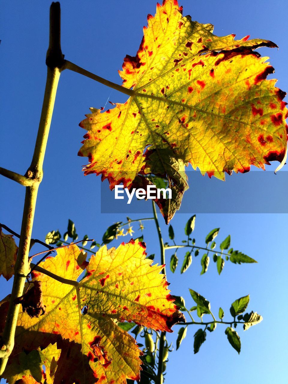 Low angle view of tree against clear blue sky