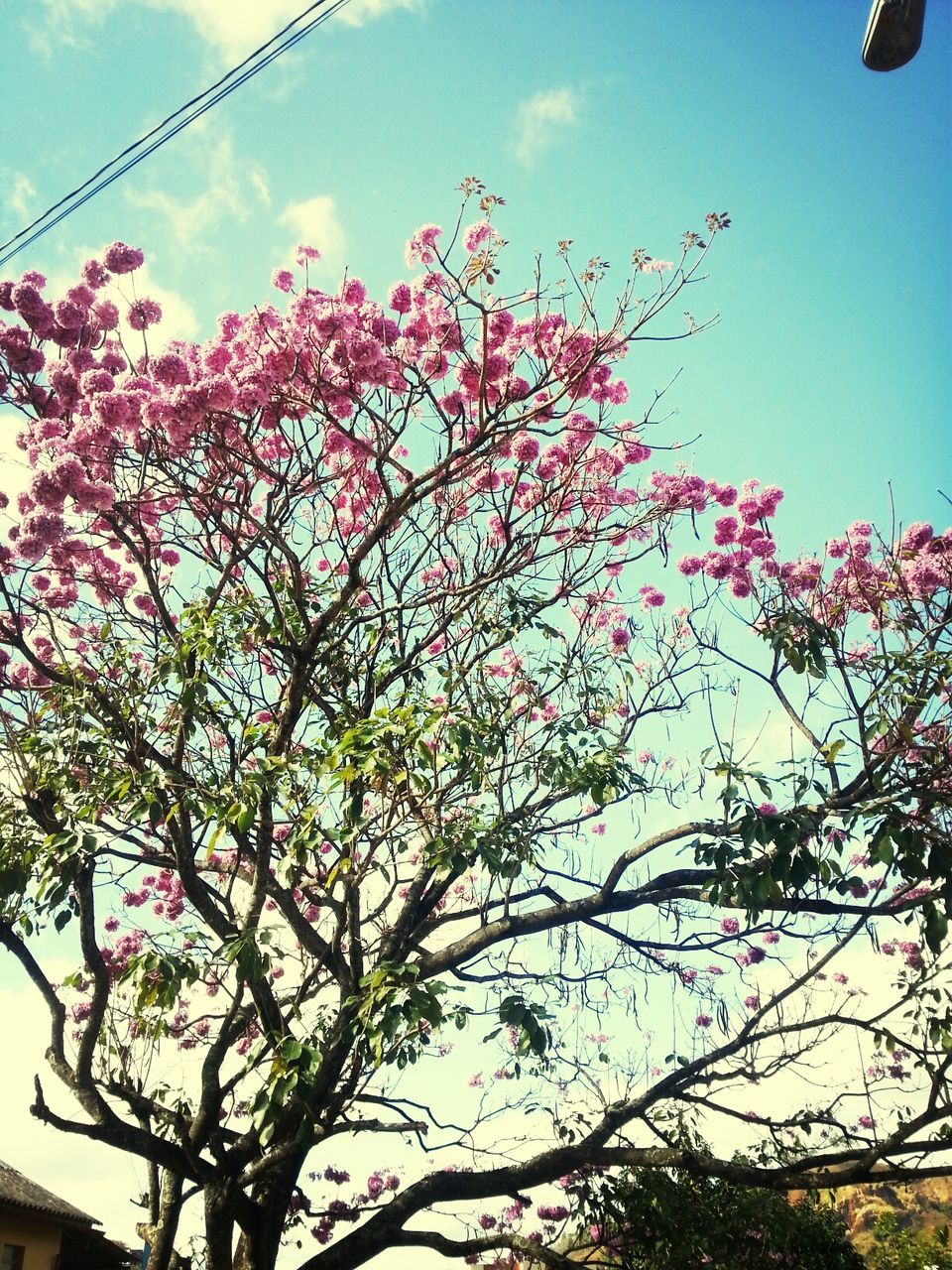 Low angle view of flowering tree