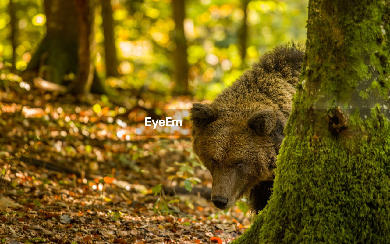 Wild brown bear looking around with fall colors in background in a giant forest in slovenia