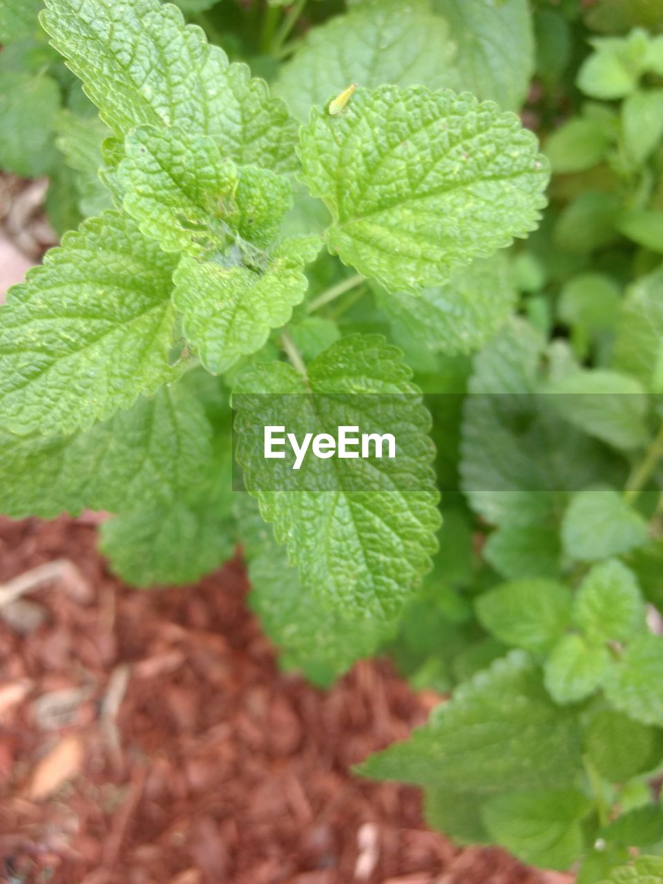 Close-up of fresh green mint plant