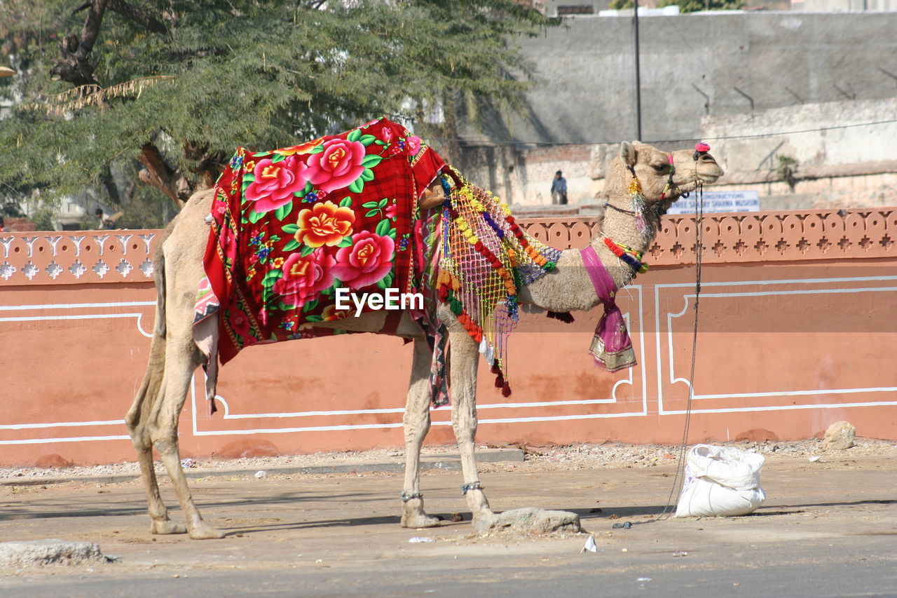 Side view of decorated camel standing on road