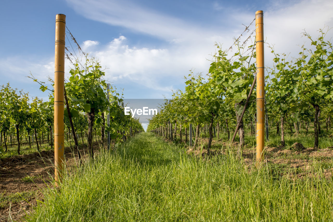 SCENIC VIEW OF AGRICULTURAL FIELD