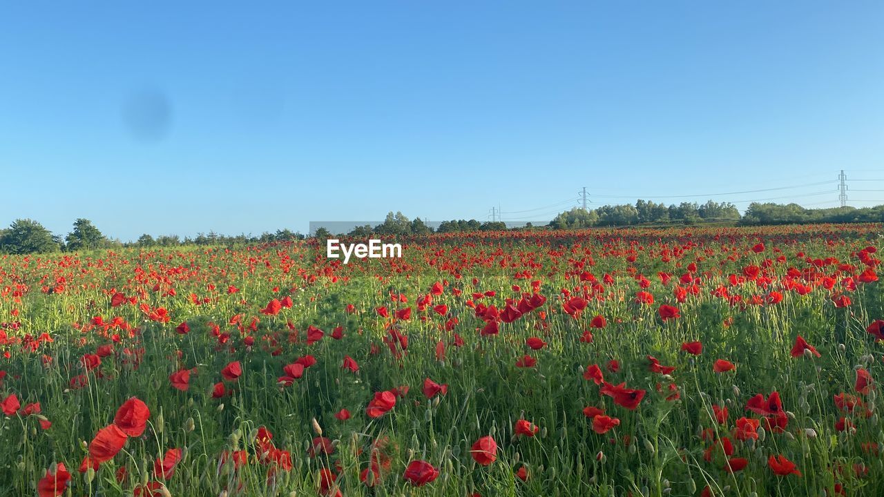 plant, flower, field, sky, flowering plant, landscape, land, beauty in nature, nature, environment, red, rural scene, growth, freshness, blue, scenics - nature, agriculture, clear sky, tranquility, poppy, no people, abundance, grassland, tranquil scene, crop, non-urban scene, idyllic, horizon over land, grass, summer, fragility, meadow, plain, horizon, prairie, wildflower, day, cloud, sunny, springtime, flowerbed, sunlight, outdoors, in a row, flower head, tree, farm, multi colored, petal, backgrounds, inflorescence, environmental conservation, urban skyline, copy space, vibrant color, yellow, panoramic, cereal plant, close-up, blossom, leaf, botany, landscaped, plant part, sun