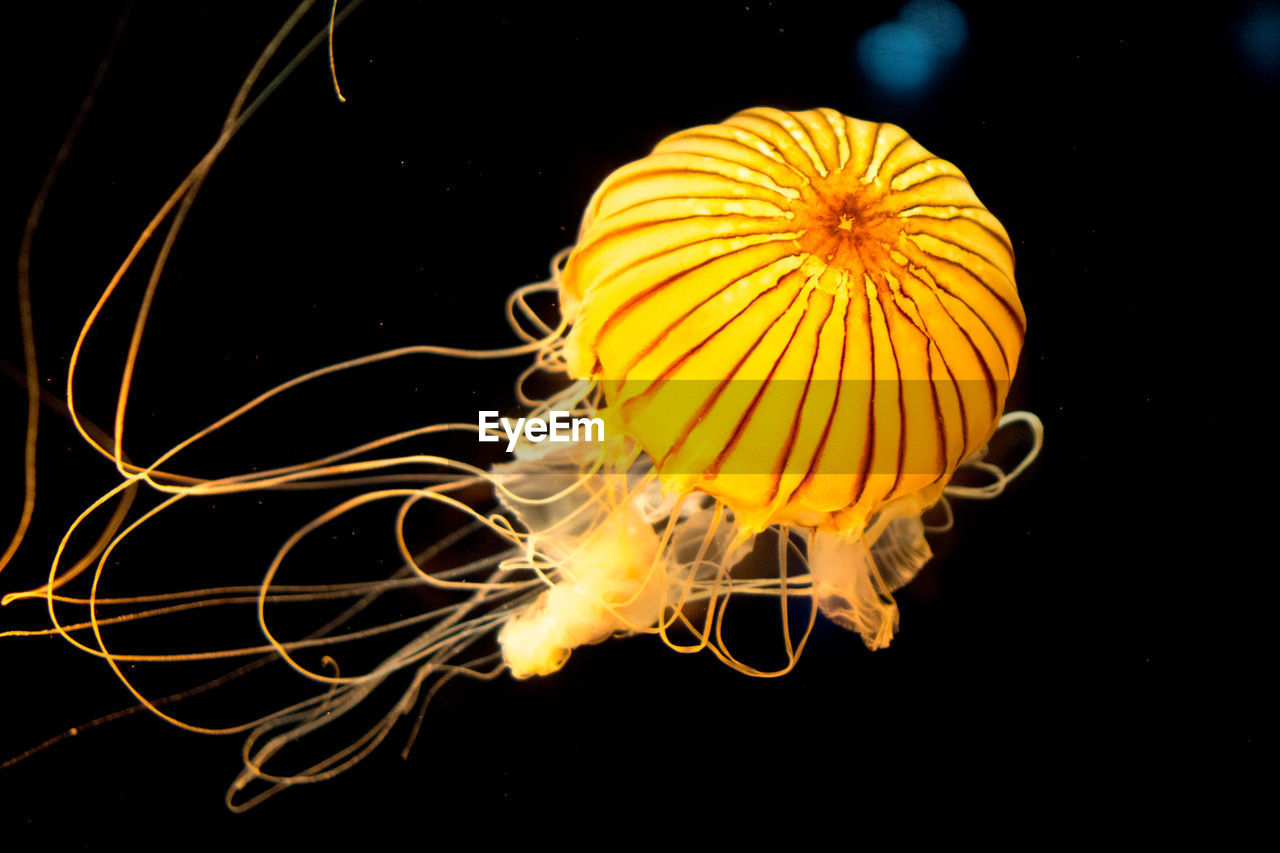 Close-up of yellow jellyfish in aquarium