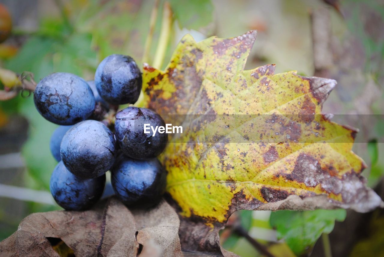 Close-up of blackberries growing on tree