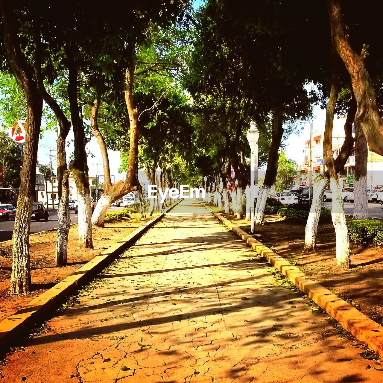 ROAD PASSING THROUGH TREES