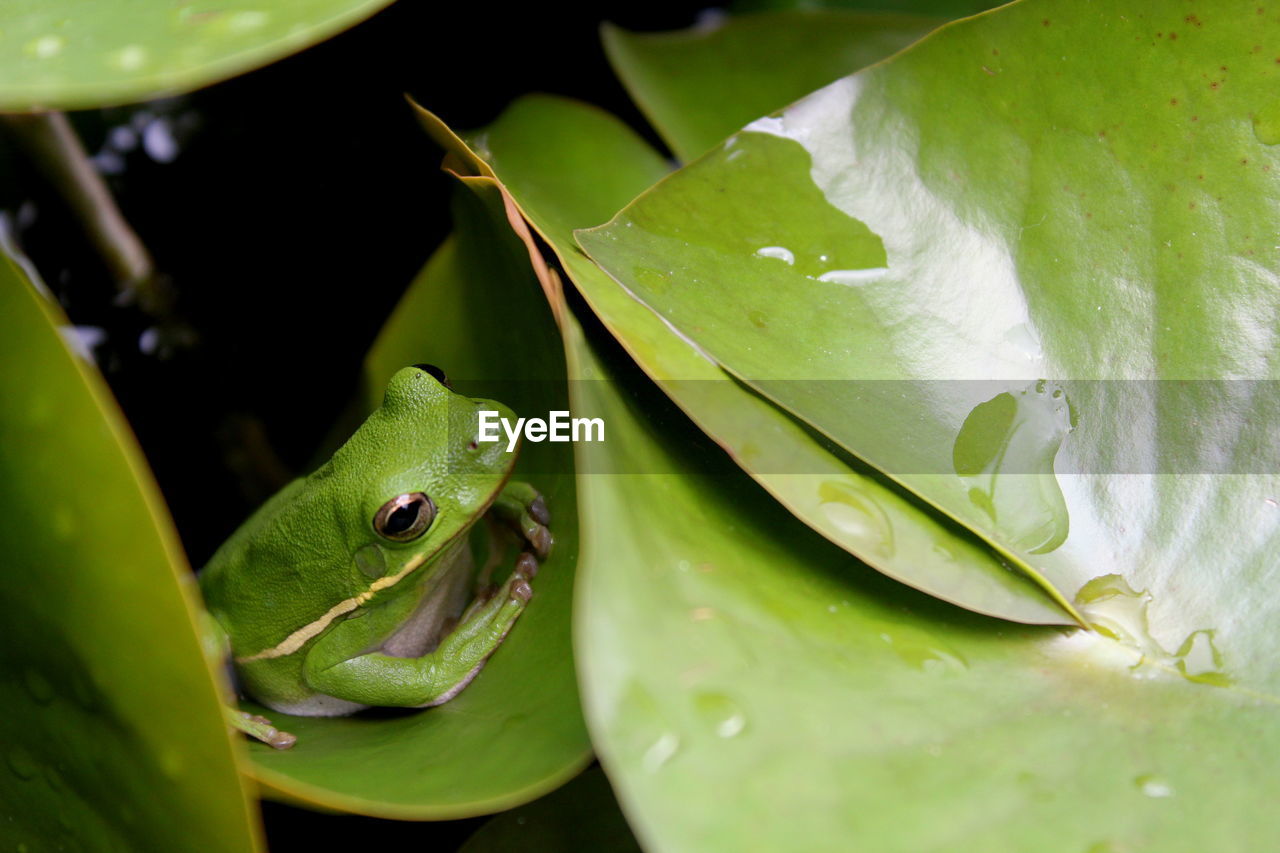 Close-up of green frog on leaf