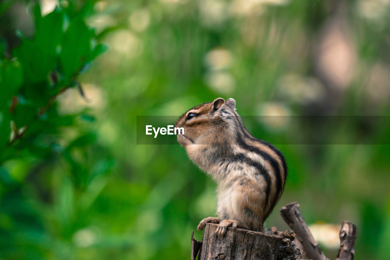 SQUIRREL ON A TREE