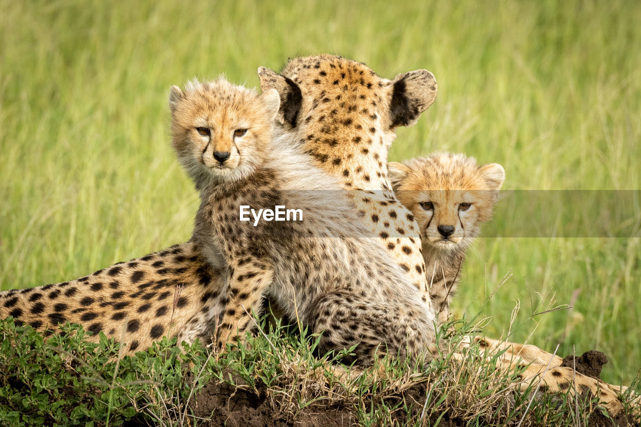 Cheetah family sitting on land