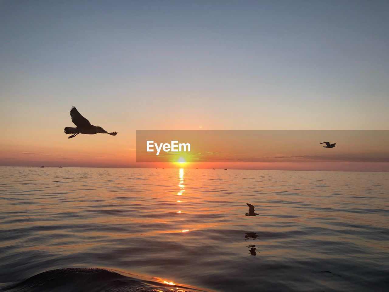 SILHOUETTE OF BIRDS FLYING OVER SEA