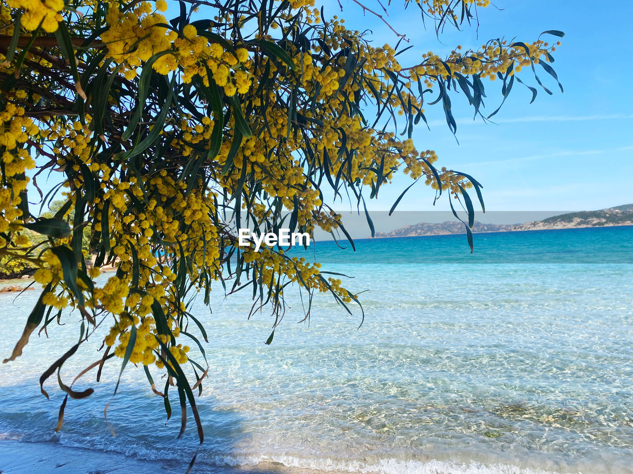 water, sea, tree, land, beach, beauty in nature, nature, plant, scenics - nature, sky, tranquility, shore, tranquil scene, body of water, tropical climate, horizon over water, idyllic, travel destinations, sand, no people, travel, day, horizon, outdoors, leaf, holiday, vacation, sunlight, trip, environment, blue, tourism, non-urban scene, ocean, plant part, coastline, branch, seascape, palm tree, water's edge, island, landscape