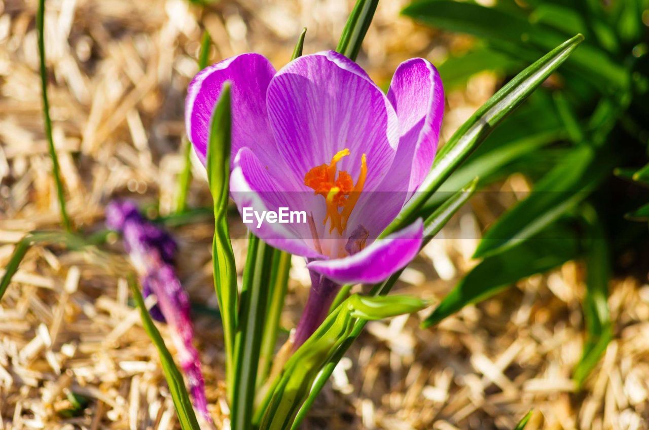 CLOSE-UP OF PURPLE FLOWERS BLOOMING ON FIELD