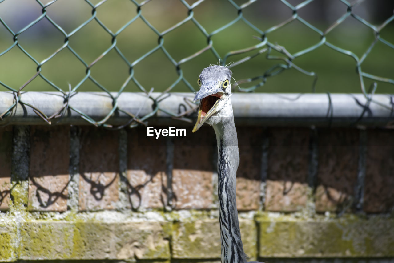 Close-up of bird on metal fence