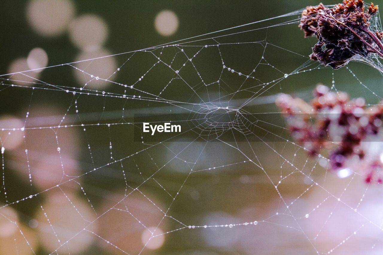 CLOSE-UP OF SPIDER AND WEB