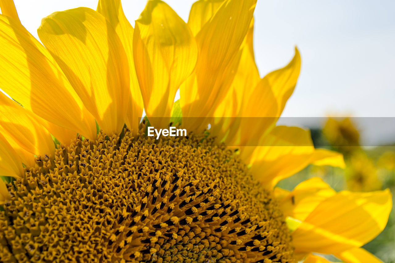 Sunflower close-up against the sky, summer background