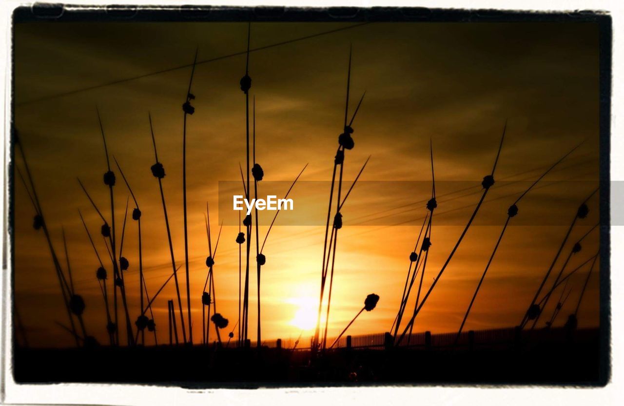 SILHOUETTE OF PLANTS AT SUNSET