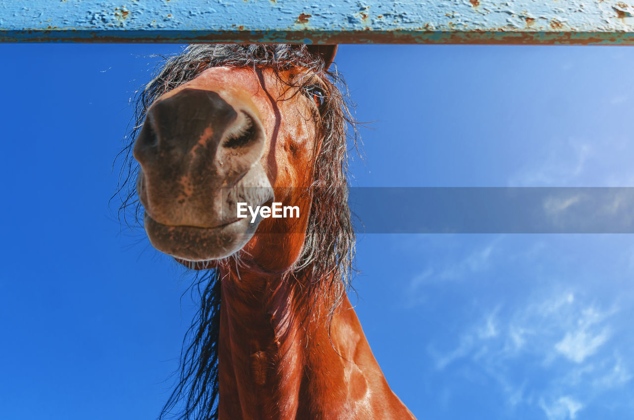 Cute horse, head, looking down at camera on background of blue sky.