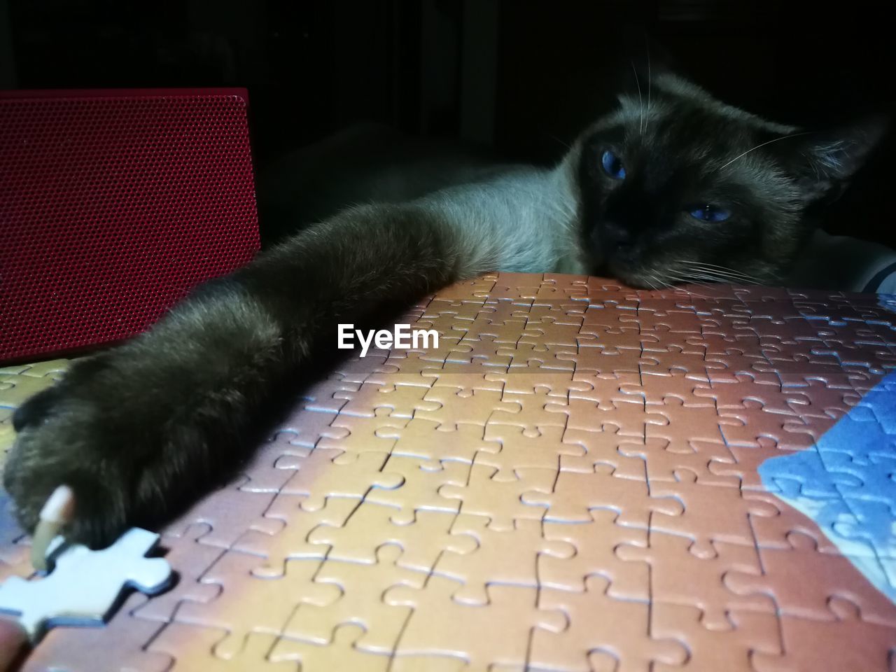 CLOSE-UP PORTRAIT OF CAT RELAXING AT HOME