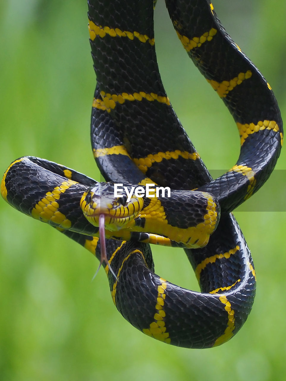 snake, animal themes, animal, one animal, animal wildlife, reptile, wildlife, animal body part, serpent, poisonous, warning sign, sign, close-up, nature, no people, communication, curled up, yellow, outdoors, focus on foreground, day, animal head, animal scale, forest, tree, boa, striped