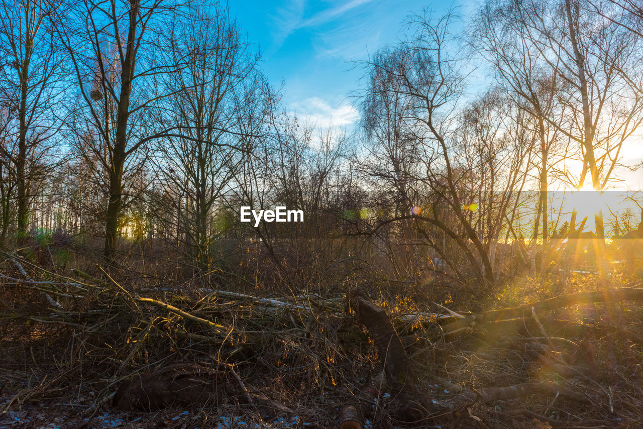 VIEW OF BARE TREES IN FOREST