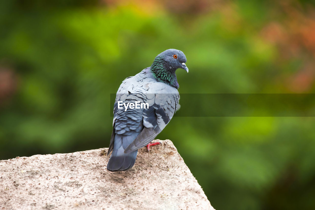 CLOSE-UP OF PIGEON PERCHING ON A ROCK