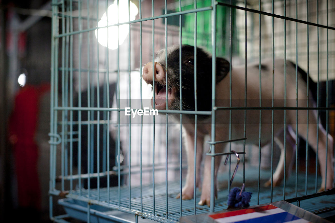 Close-up of piglet in cage