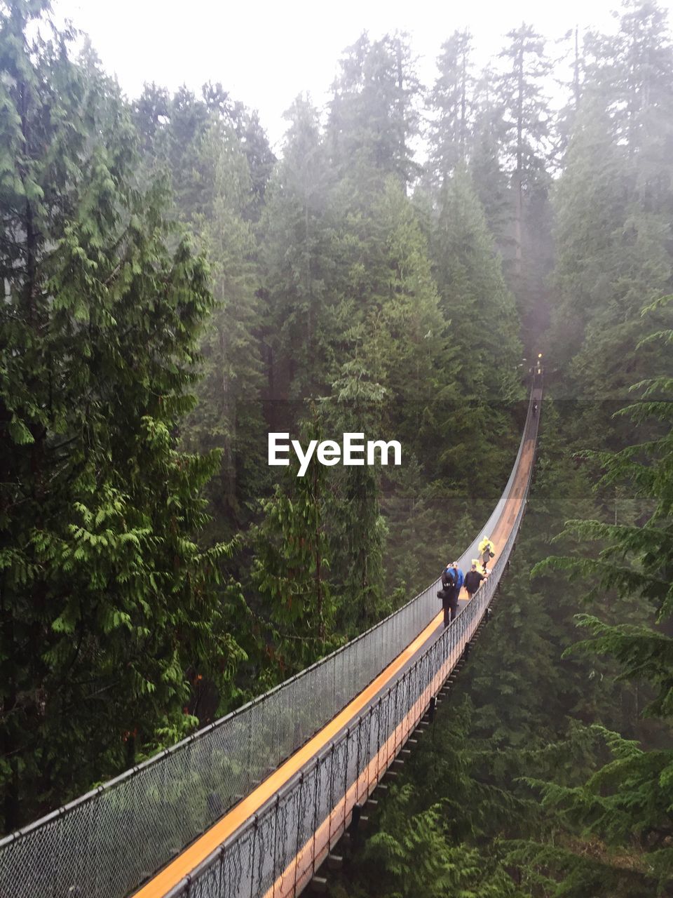 VIEW OF FOOTBRIDGE OVER FOREST